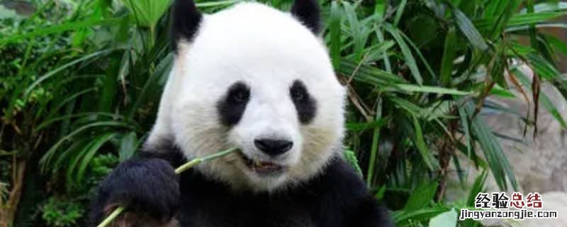 大熊猫吃的竹子叫什么树 大熊猫吃的竹子叫什么