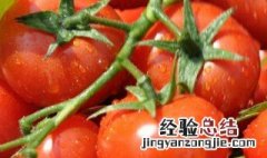 吃番茄能减肥吗 吃番茄能减肥吗晚上吃什么掉称快