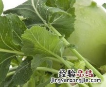 苤蓝的功效与作用 苤蓝的功效与作用及营养价值