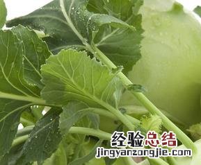 苤蓝的功效与作用 苤蓝的功效与作用及营养价值