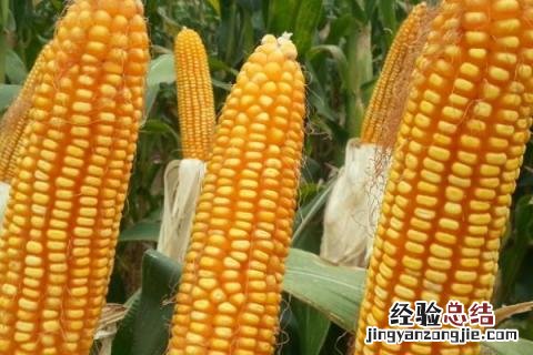 积温2250左右玉米种子 积温2100的玉米种子