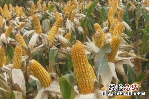 积温2250左右玉米种子 积温2100的玉米种子