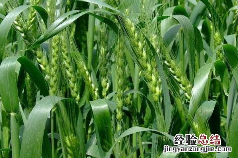 良星68小麦品种介绍 良星68小麦品种审定公告