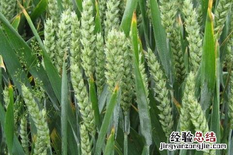 良星68小麦品种介绍 良星68小麦品种审定公告