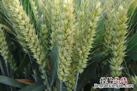 良星68小麦品种介绍 良星68小麦品种审定公告