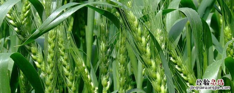 中原六号小麦品种介绍 中原6号小麦的特征特性，附简介