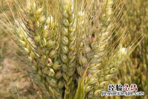 鑫麦296小麦品种简介 成麦296小麦品种介绍