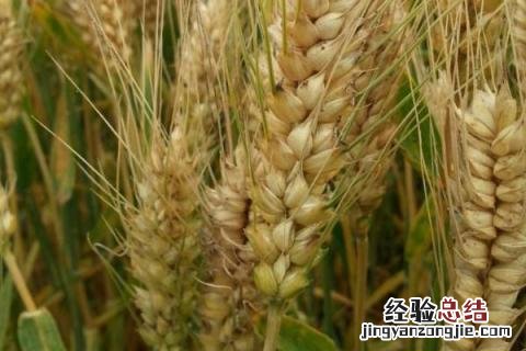 鑫麦296小麦品种简介 成麦296小麦品种介绍