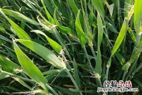 鑫麦296小麦品种简介 成麦296小麦品种介绍