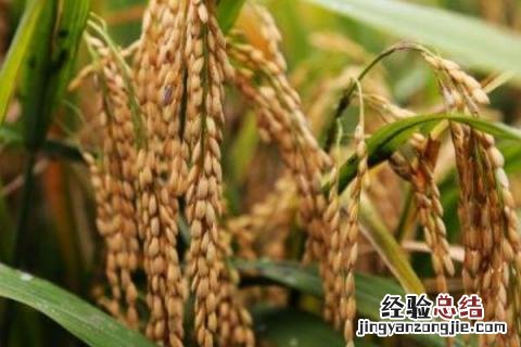 水稻新品种绥稻九 绥稻9水稻品种介绍