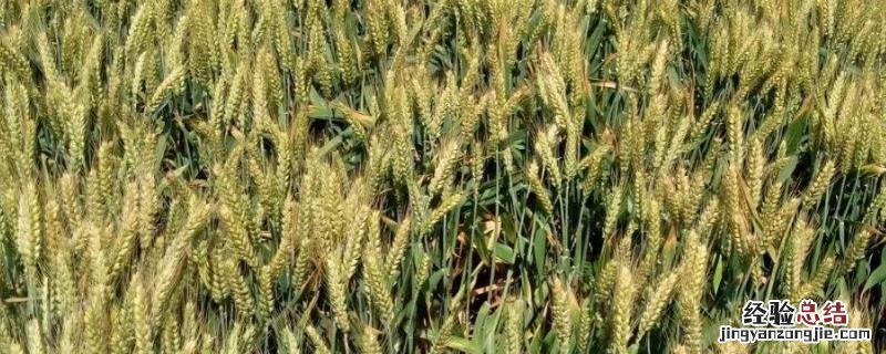淮麦33品种特征 淮麦33小麦品种介绍