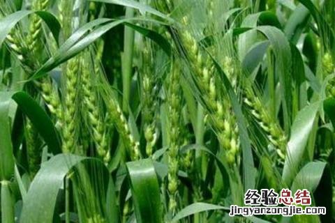 淮麦33品种特征 淮麦33小麦品种介绍