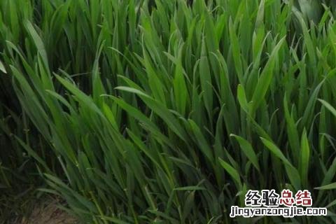 淮麦33品种特征 淮麦33小麦品种介绍