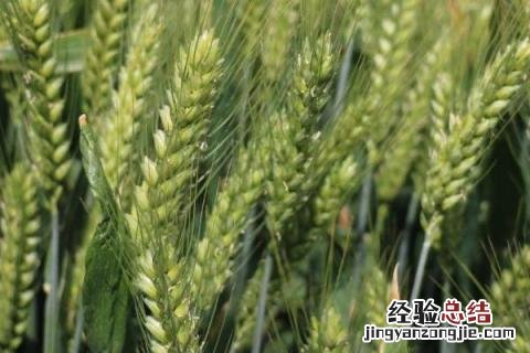 淮麦33品种特征 淮麦33小麦品种介绍