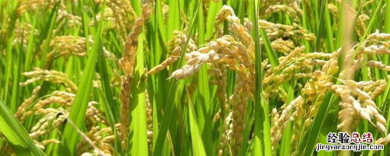 赣优735水稻品种价格 赣优735水稻品种