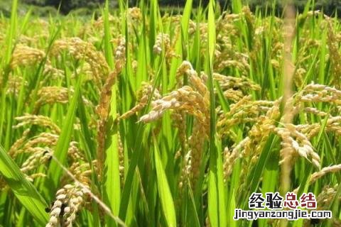 赣优735水稻品种价格 赣优735水稻品种