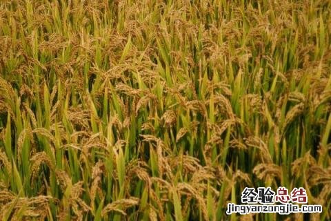 赣优735水稻品种价格 赣优735水稻品种