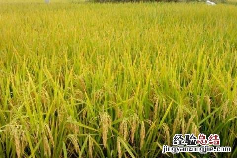 赣优735水稻品种价格 赣优735水稻品种