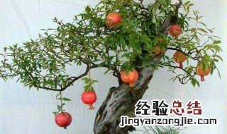 日本石榴盆景养殖方法 日本石榴盆景怎么养殖
