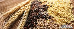 谷物类有哪些食物 谷物类有哪些食物英文