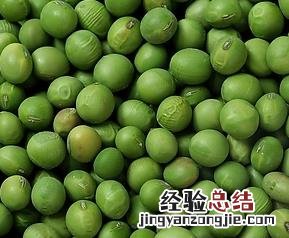 怎么挑选青豆 怎么挑选青豆好坏