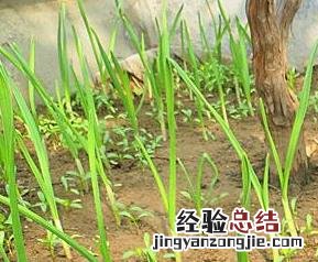 过冬小葱什么时候种 过冬小葱什么时候种植