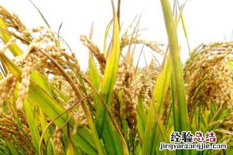 11片叶长粒香水稻品种 12片叶长粒香水稻品种