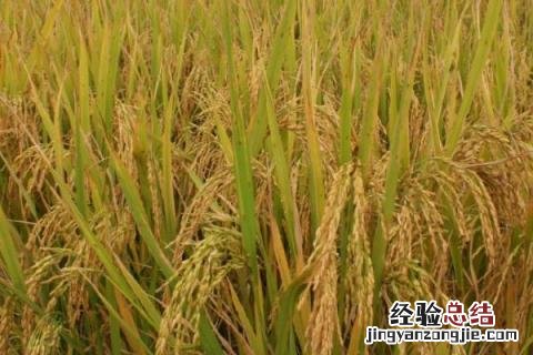 11片叶长粒香水稻品种 12片叶长粒香水稻品种