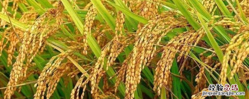 11片叶长粒香水稻品种 12片叶长粒香水稻品种