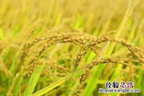 11片叶长粒香水稻品种 12片叶长粒香水稻品种