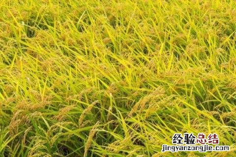 绥稻7水稻品种审定号 绥稻7水稻品种介绍