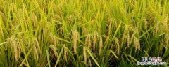绥稻7水稻品种审定号 绥稻7水稻品种介绍