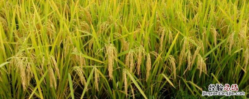 绥稻7水稻品种审定号 绥稻7水稻品种介绍