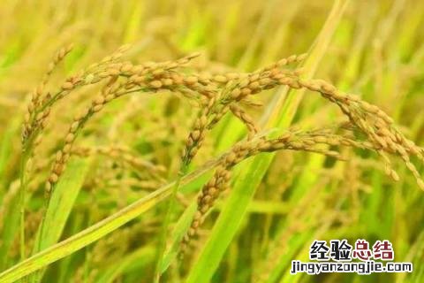 绥稻7水稻品种审定号 绥稻7水稻品种介绍