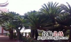 铁树砍头后多长时间能发芽 铁树砍掉一半能活吗