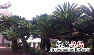 铁树砍头后多长时间能发芽 铁树砍掉一半能活吗