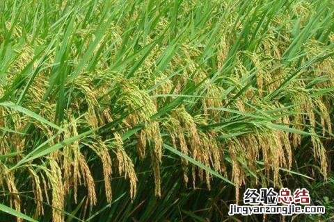 徽两优19香水稻品种 19香水稻品种
