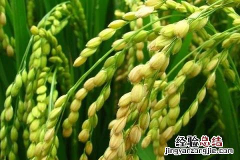 徽两优19香水稻品种 19香水稻品种