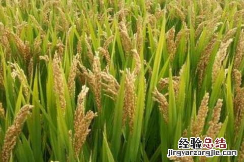 徽两优19香水稻品种 19香水稻品种