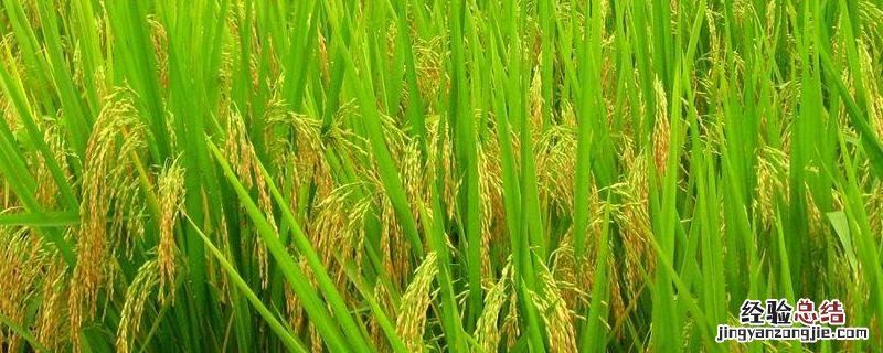 19香系列水稻 广东19香水稻品种