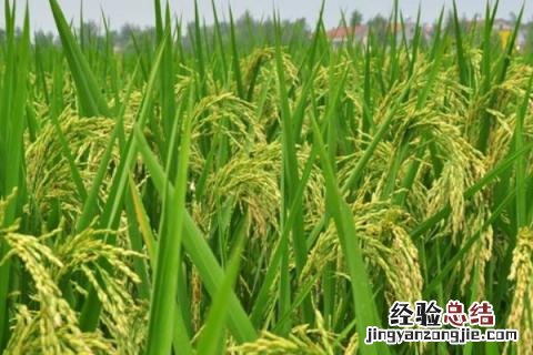 19香系列水稻 广东19香水稻品种