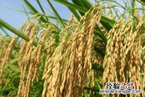 19香系列水稻 广东19香水稻品种