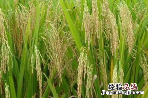 19香系列水稻 广东19香水稻品种