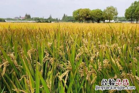 龙粳57水稻品种介绍 龙粳57水稻品种介绍抗倒伏吗