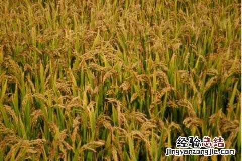 龙粳57水稻品种介绍 龙粳57水稻品种介绍抗倒伏吗