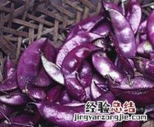 紫色扁豆怎么做好吃视频 紫色扁豆怎么做好吃