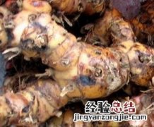 山姜图片 山姜图片大全