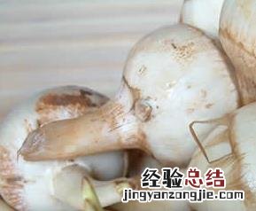 光慈菇的营养价值和功效作用 光慈菇的副作用