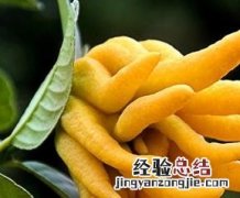 佛手的功效与作用介绍 佛手的功效与作用有哪些