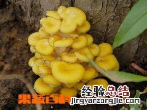 榆黄蘑菇的做法 榆黄蘑如何做好吃